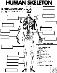human skeleton coloring page human skeleton crayolaca skeleton coloring human page 