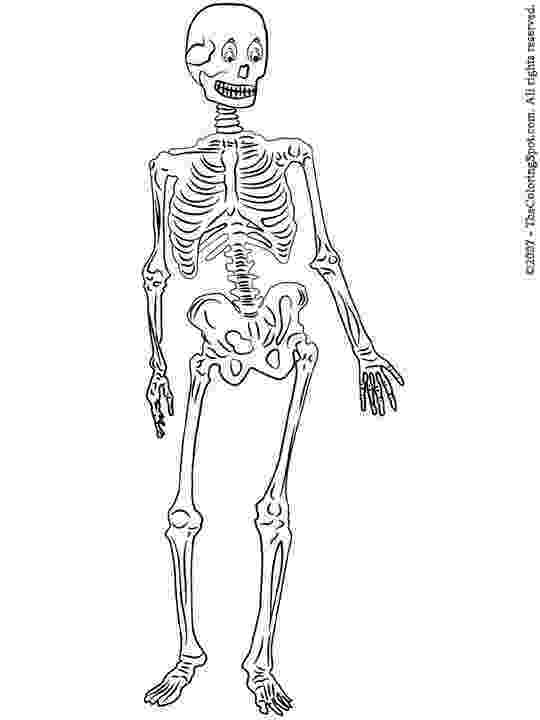 human skeleton coloring page printable skeleton coloring pages for kids cool2bkids page skeleton human coloring 