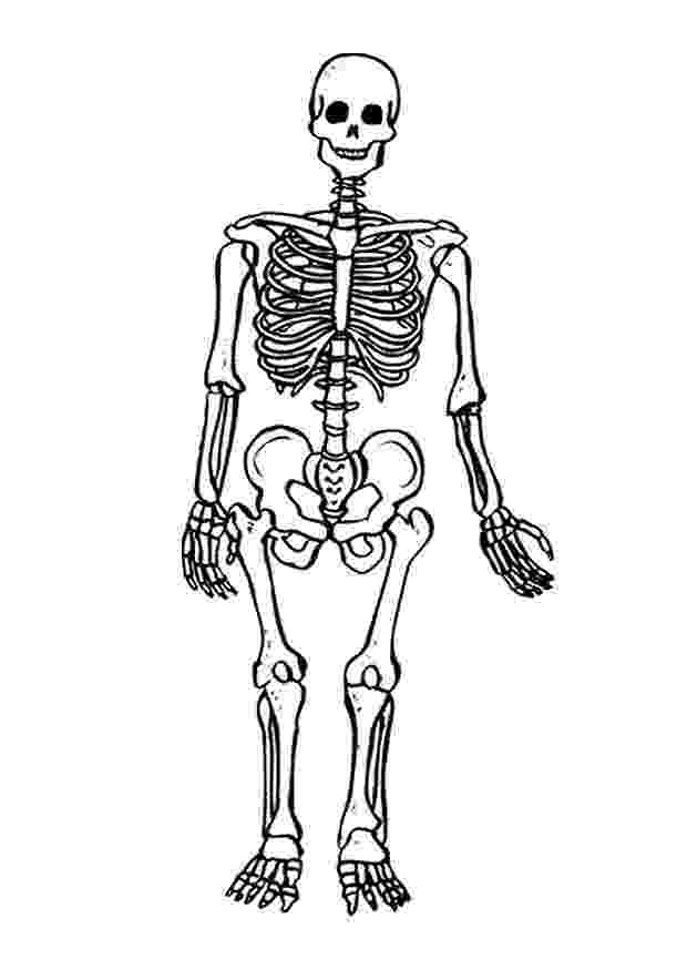 human skeleton coloring page printable skeleton coloring pages for kids cool2bkids skeleton human coloring page 