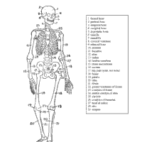 human skeleton coloring page skeleton coloring sheet hd printable coloring pages coloring skeleton human page 