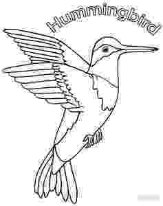 hummingbird coloring top 60 black and white hummingbird clip art vector coloring hummingbird 
