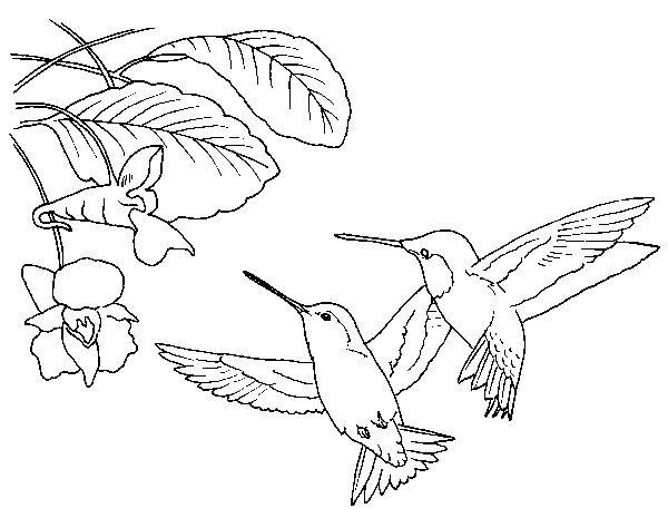 hummingbird colouring pages coloring pictures of hummingbirds libro de colores hummingbird pages colouring 