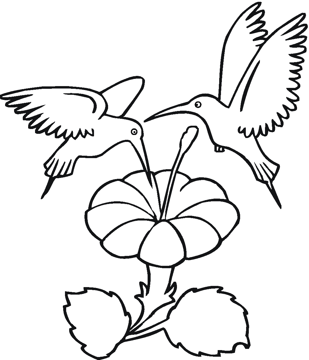 hummingbird colouring pages free printable hummingbird coloring pages for kids colouring hummingbird pages 