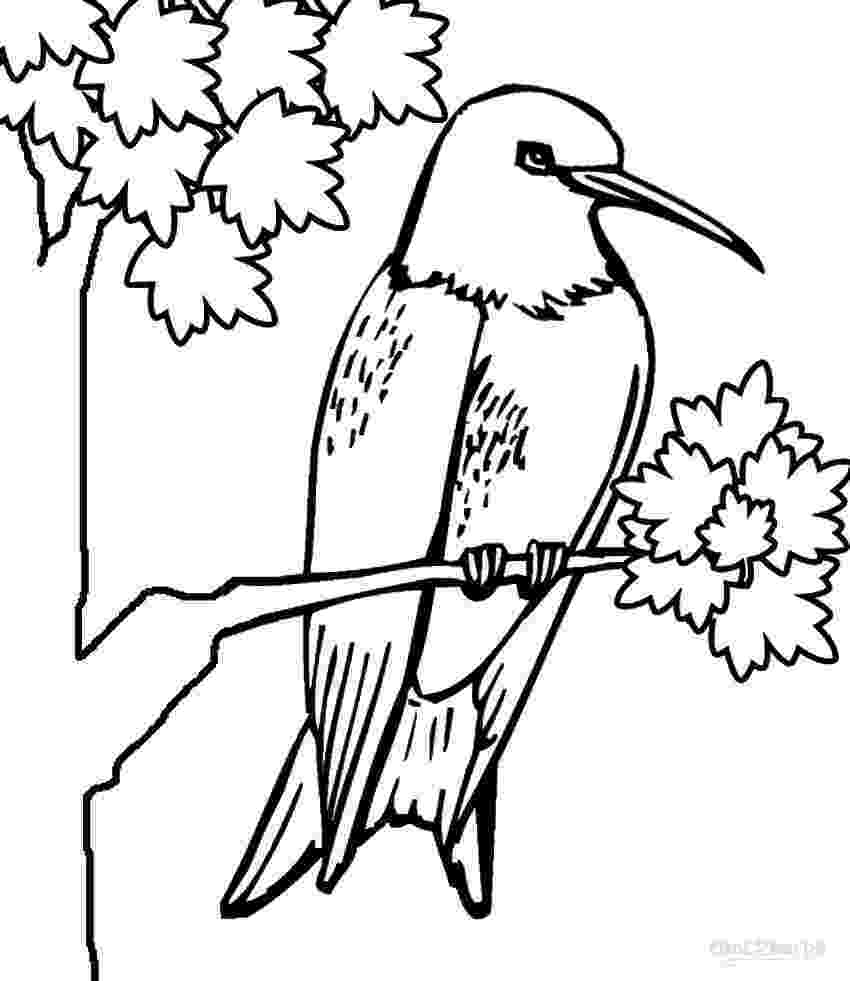 hummingbird colouring pages free printable hummingbird coloring pages for kids hummingbird colouring pages 