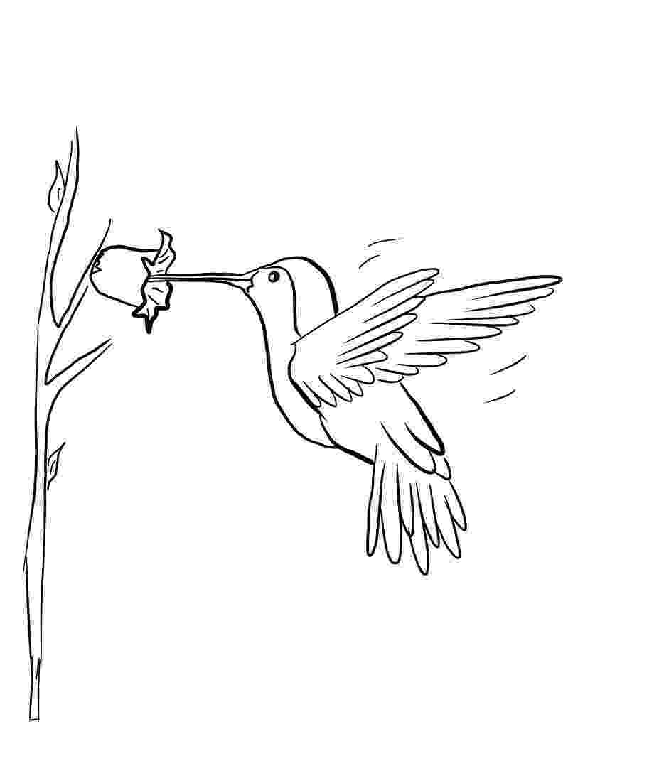 hummingbird colouring pages hummingbird coloring pages getcoloringpagescom hummingbird colouring pages 