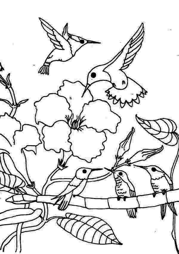 hummingbird colouring pages hummingbird coloring pages to download and print for free hummingbird pages colouring 