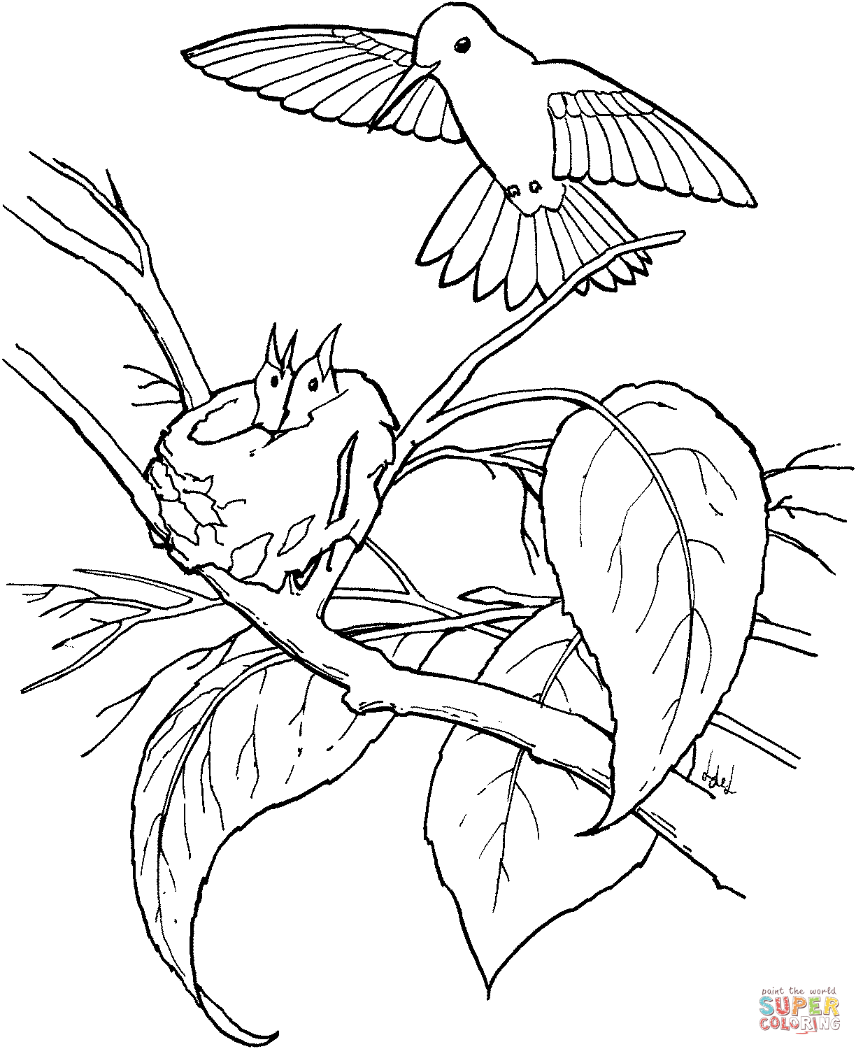 hummingbird colouring pages hummingbird coloring pages to download and print for free pages hummingbird colouring 