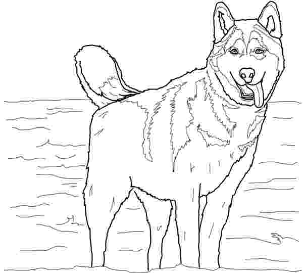 husky pictures to colour husky coloring pages free printable coloring pages for kids colour pictures to husky 