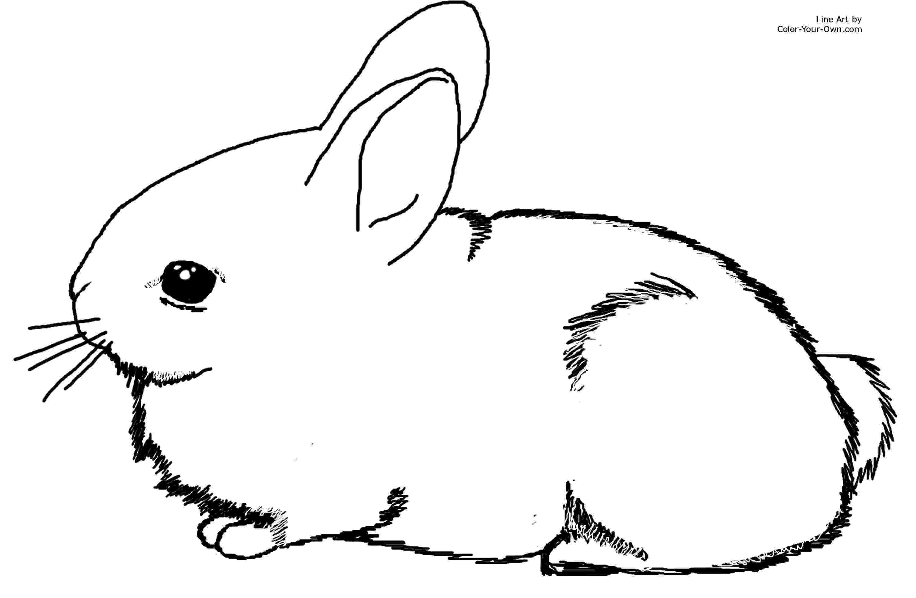 images of rabbits to color free printable bunny rabbit coloring pages for kids to to color rabbits of images 