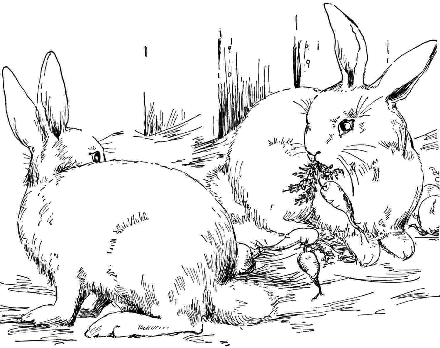 images of rabbits to color free printable rabbit coloring pages for kids images of to rabbits color 