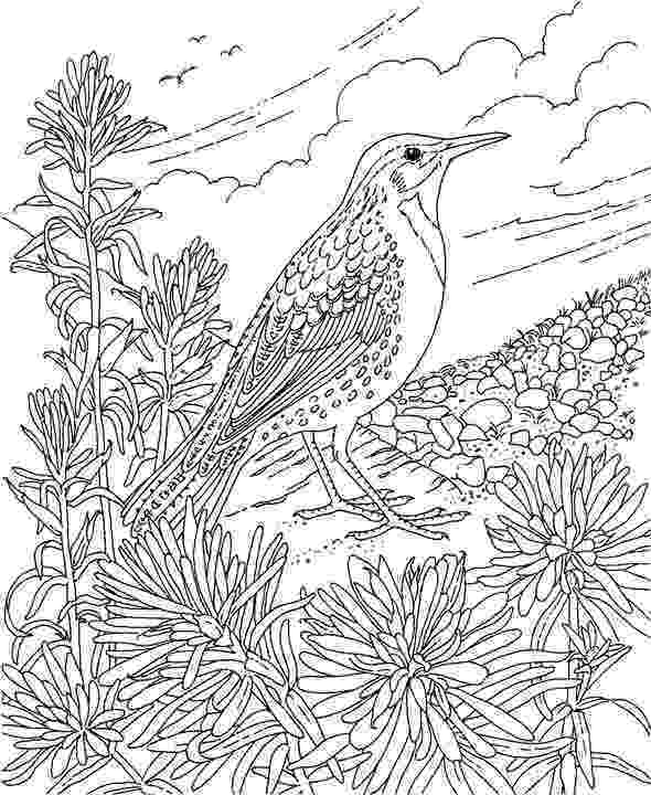 kansas state bird coloring page 14 best images about missouri on pinterest kansas city state bird page coloring kansas 