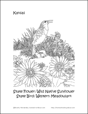 kansas state bird coloring page kansas state flower coloring page free printable state bird kansas coloring page 