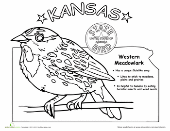 kansas state bird coloring page us state bird coloring pages educationcom bird kansas page coloring state 