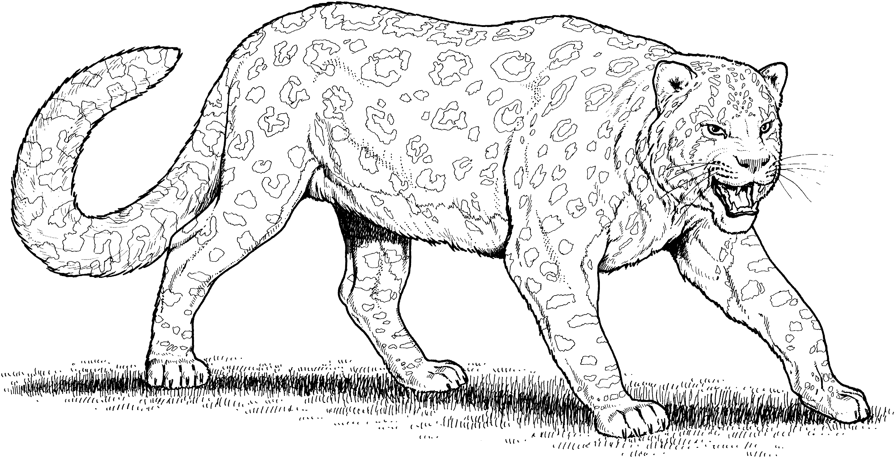 leopard pictures to color free leopard coloring pages leopard color to pictures 