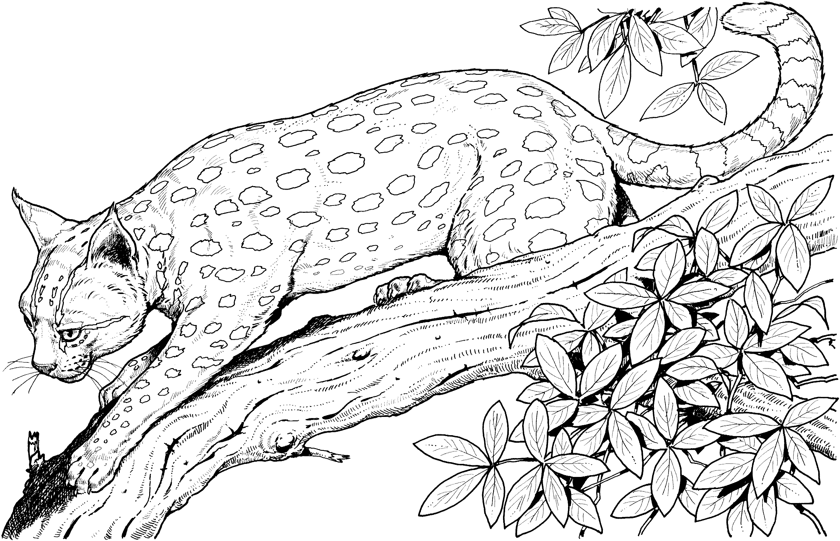 leopard pictures to color free leopard coloring pages leopard pictures color to 