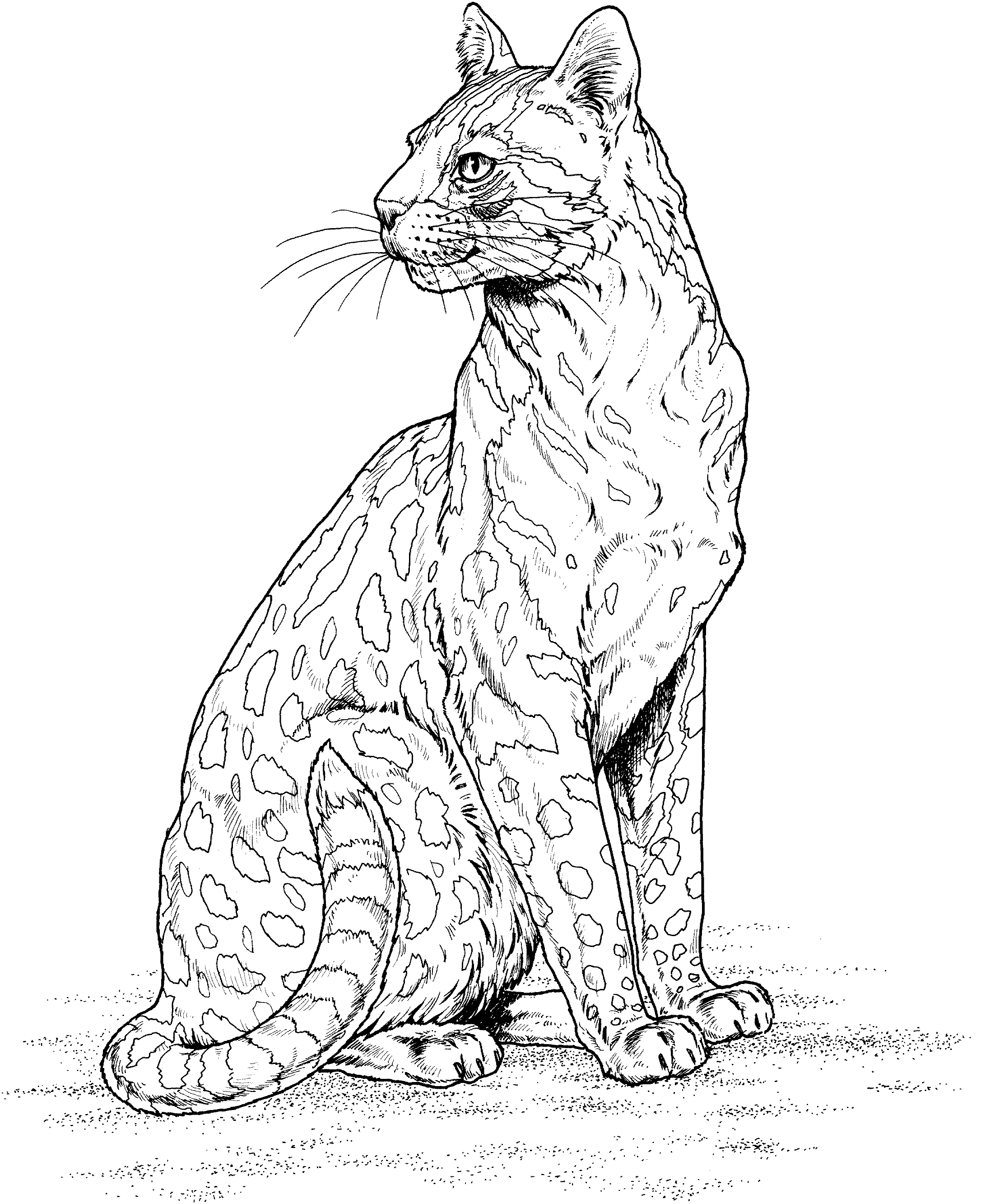 leopard pictures to color free leopard coloring pages pictures color leopard to 1 1