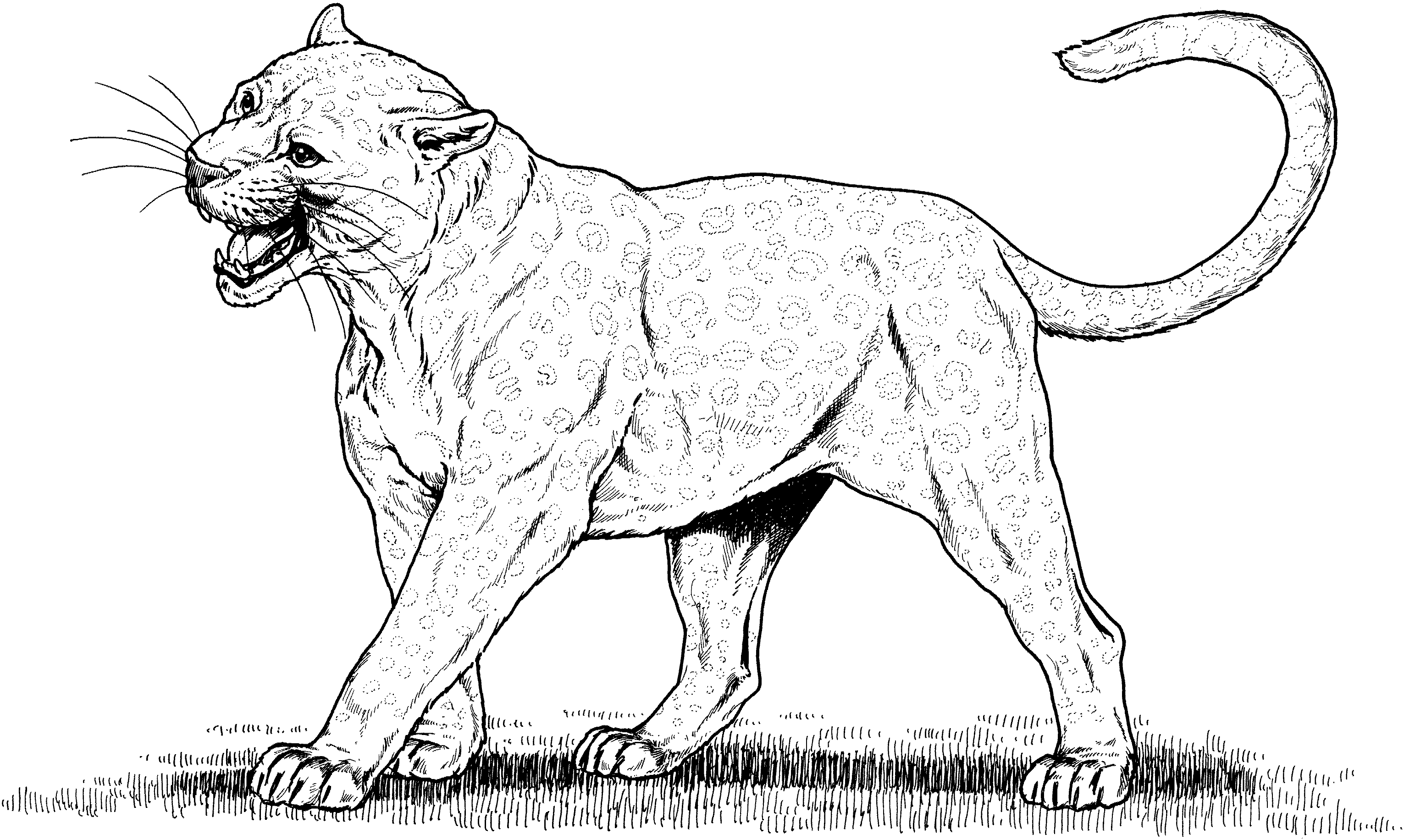 leopard pictures to color free leopard coloring pages pictures leopard color to 