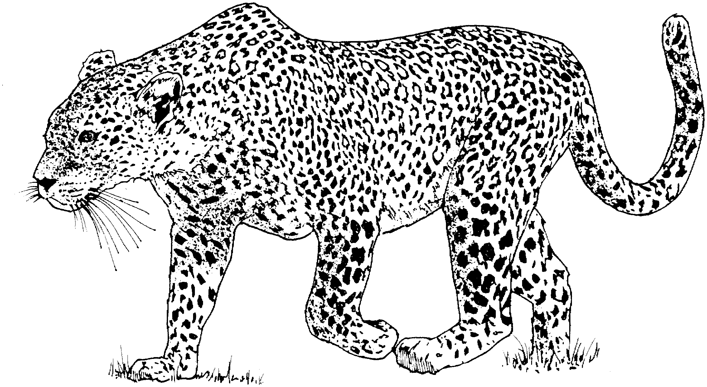 leopard pictures to color free leopard coloring pages pictures leopard color to 1 1
