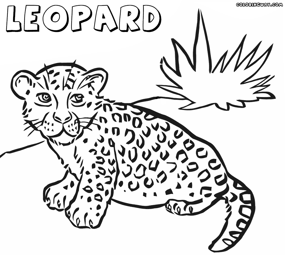 leopard pictures to color free leopard coloring pages to pictures color leopard 