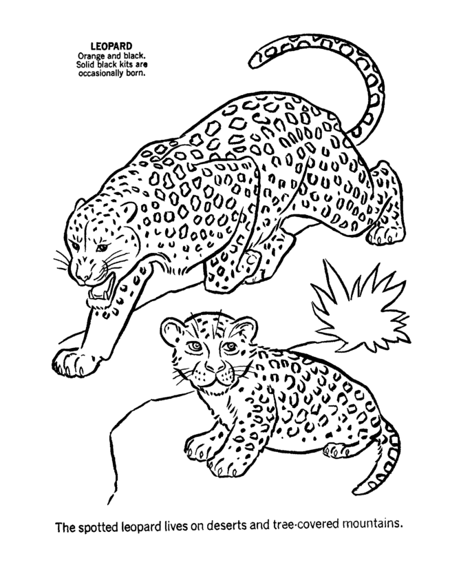 leopard pictures to color free leopard coloring pages to pictures color leopard 1 1