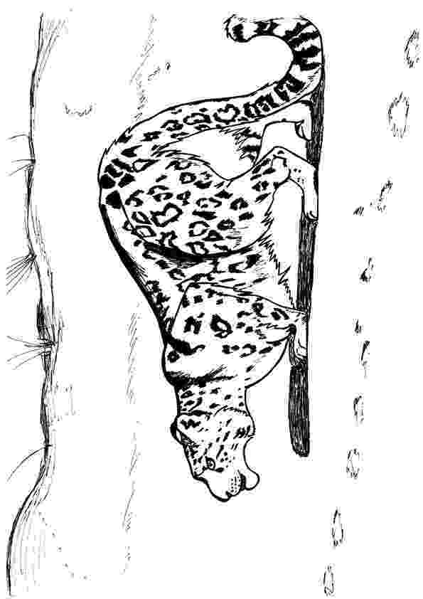 leopard pictures to color free printable cheetah coloring pages for kids leopard to pictures color 