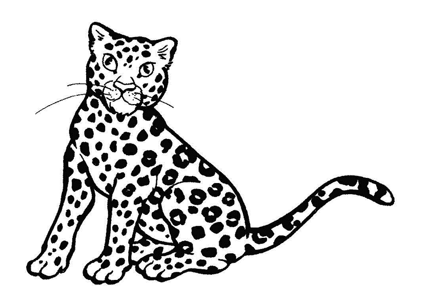 leopard pictures to color leopard coloring pages to download and print for free leopard pictures color to 