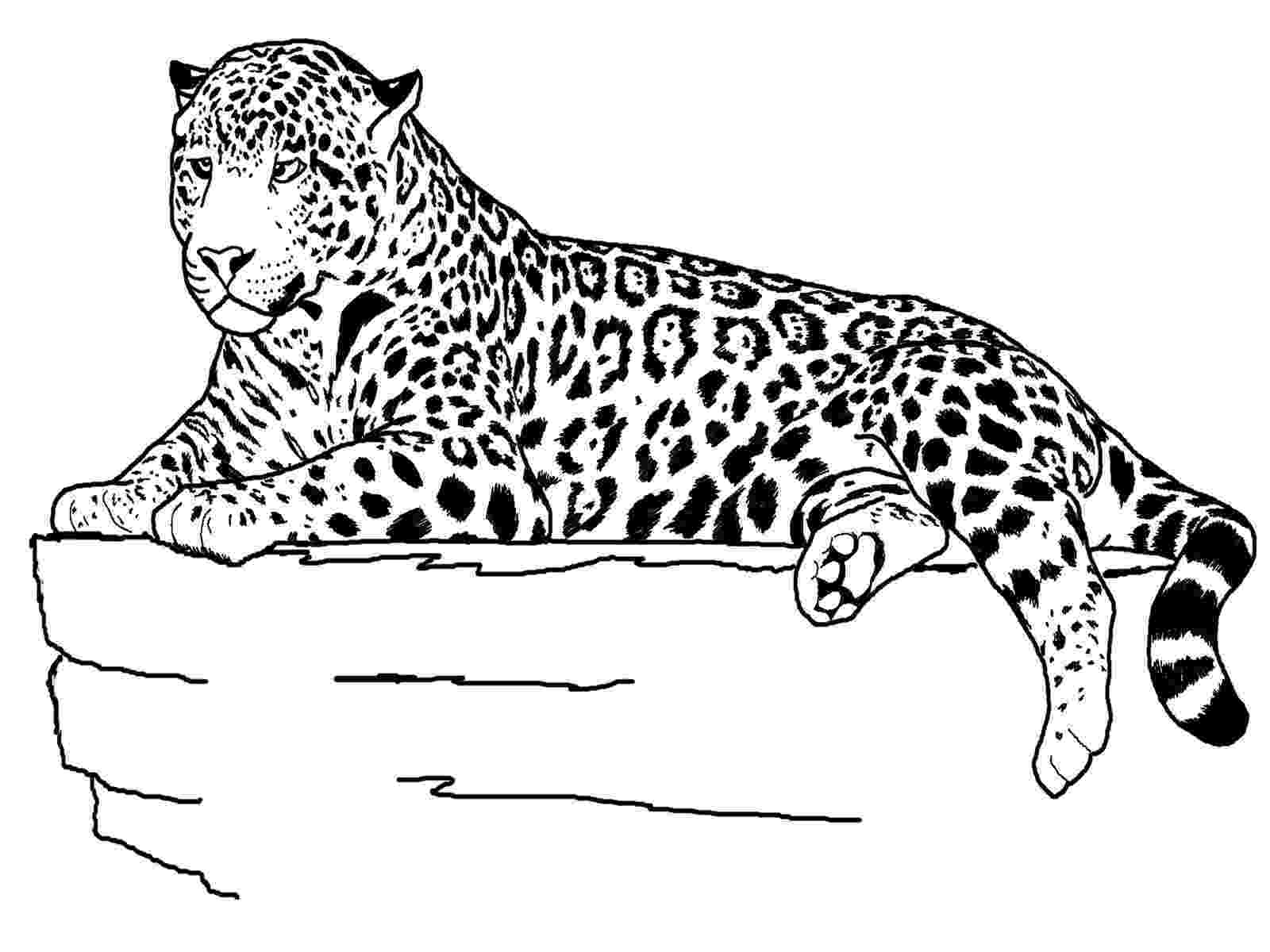 leopard pictures to color leopard coloring pages to download and print for free pictures color leopard to 