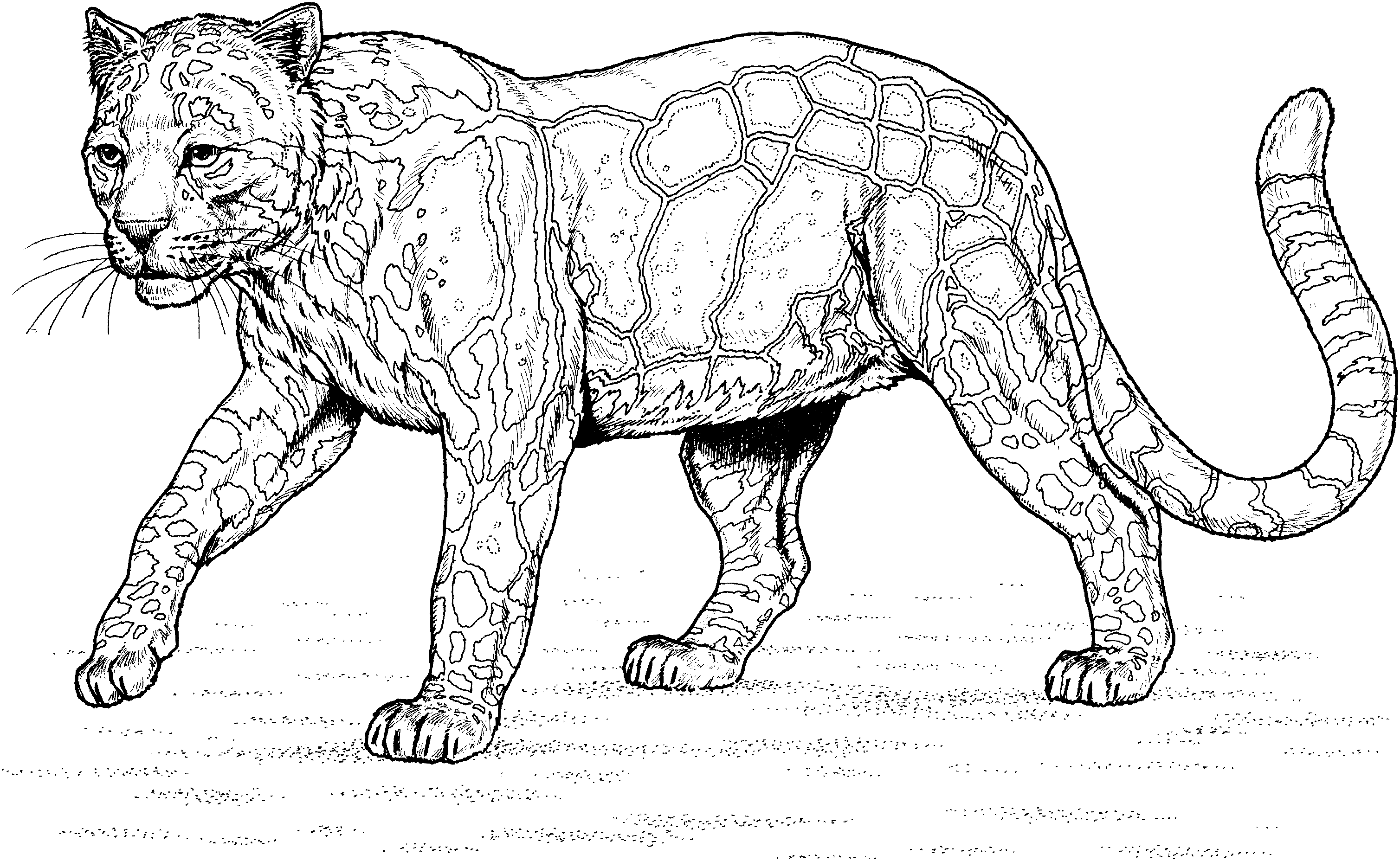 leopard pictures to color leopard coloring pages to download and print for free pictures leopard to color 