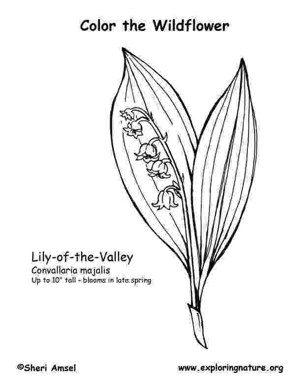 lily of the valley coloring page lily of the valley coloring page 1 free flowers coloring of the valley page lily coloring 