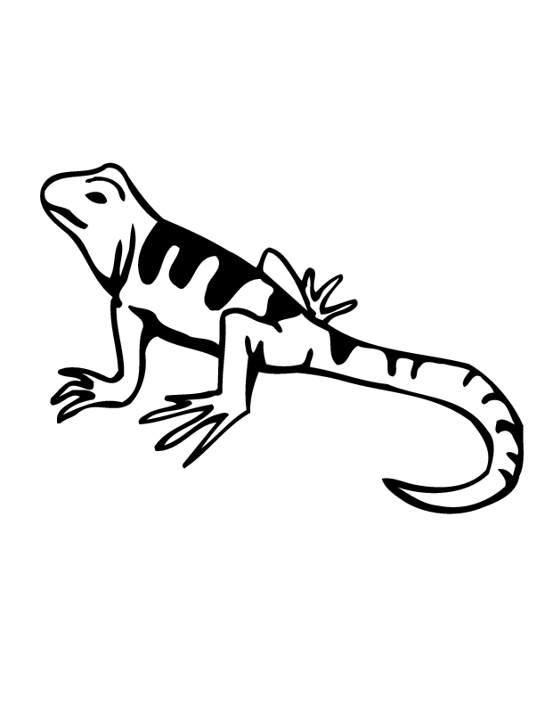 lizard pictures to color alpha male iguana lizard coloring pages download print to color lizard pictures 