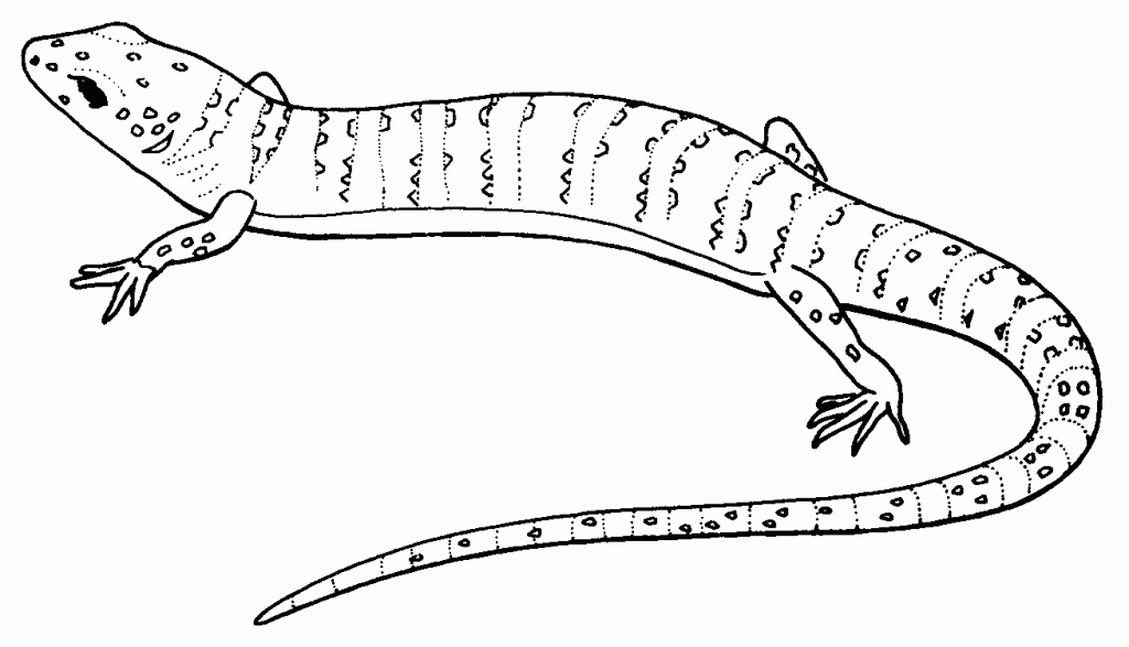 lizard pictures to color free lizard coloring pages lizard to color pictures 