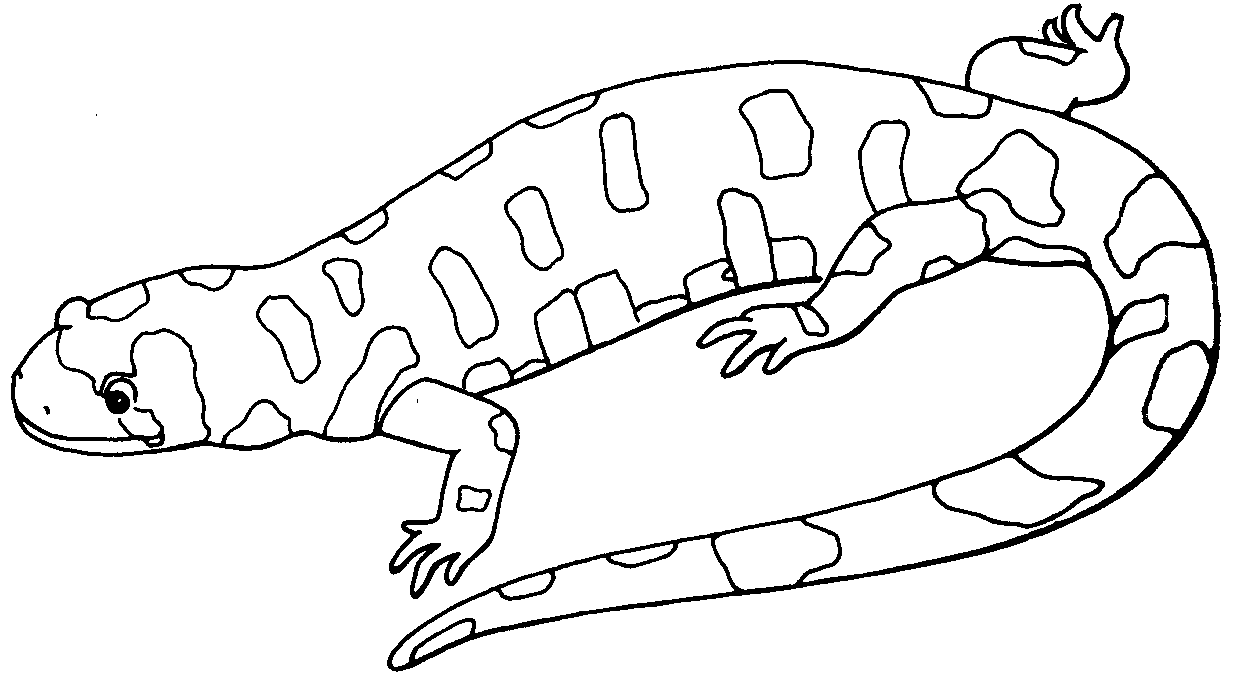 lizard pictures to color free lizard coloring pages to lizard pictures color 