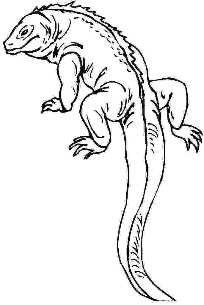 lizard pictures to color wild life lizard coloring pages download print online color lizard pictures to 