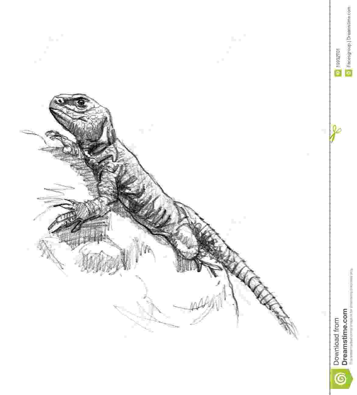 lizard sketch agama lizard diagram human anatomy sketch lizard 