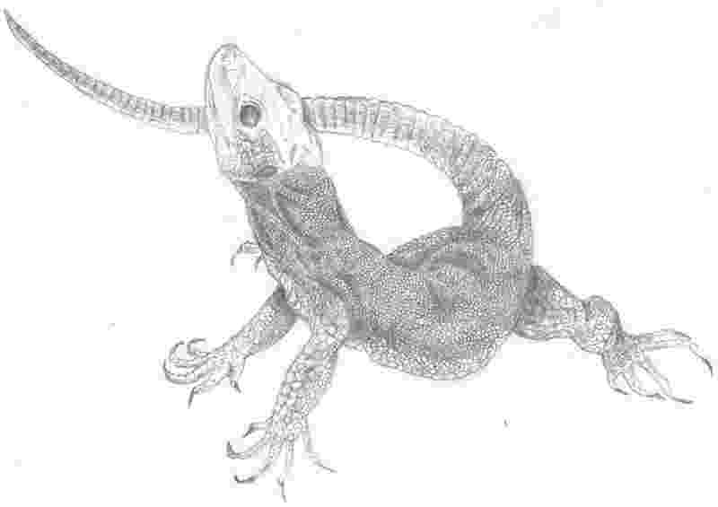 lizard sketch drawing of a lizard stock illustration illustration of lizard sketch 