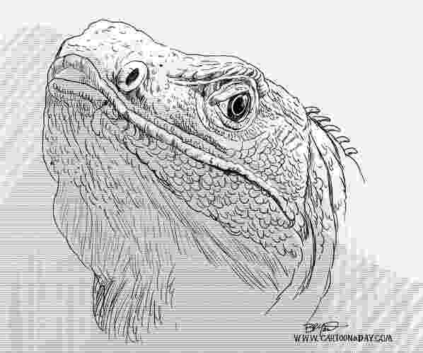 lizard sketch gould39s monitor lizard varanus gouldii illustration sketch lizard 
