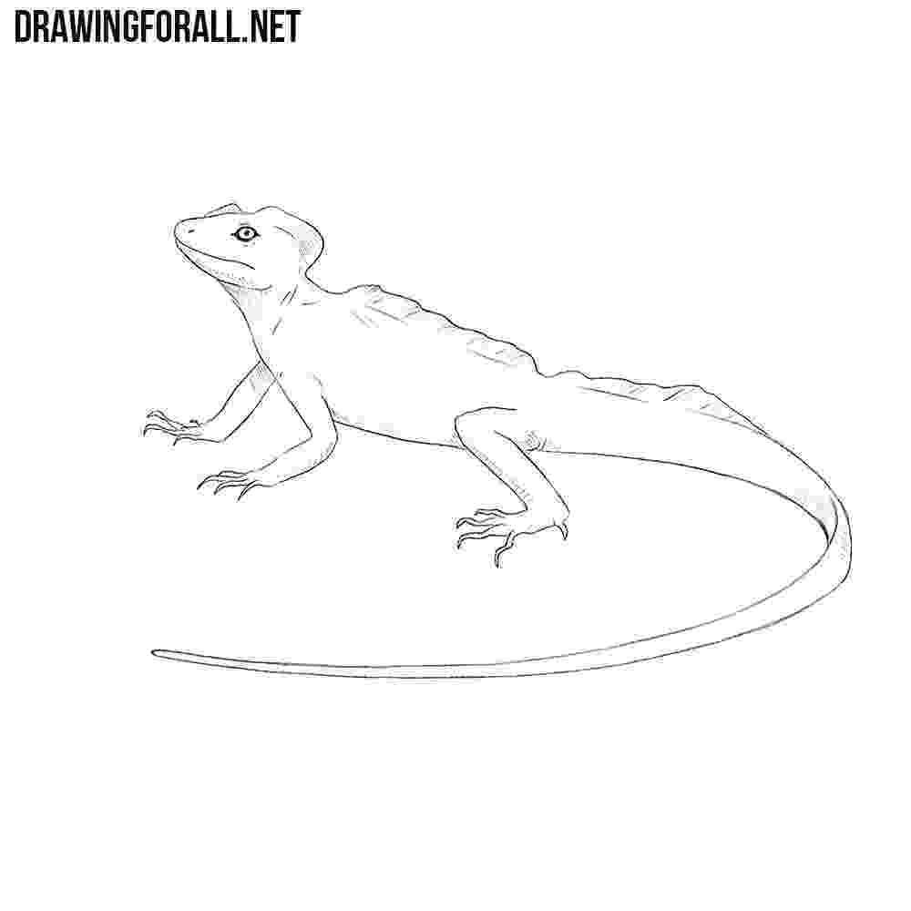 lizard sketch how to draw a lizard with pen and ink lizard sketch 