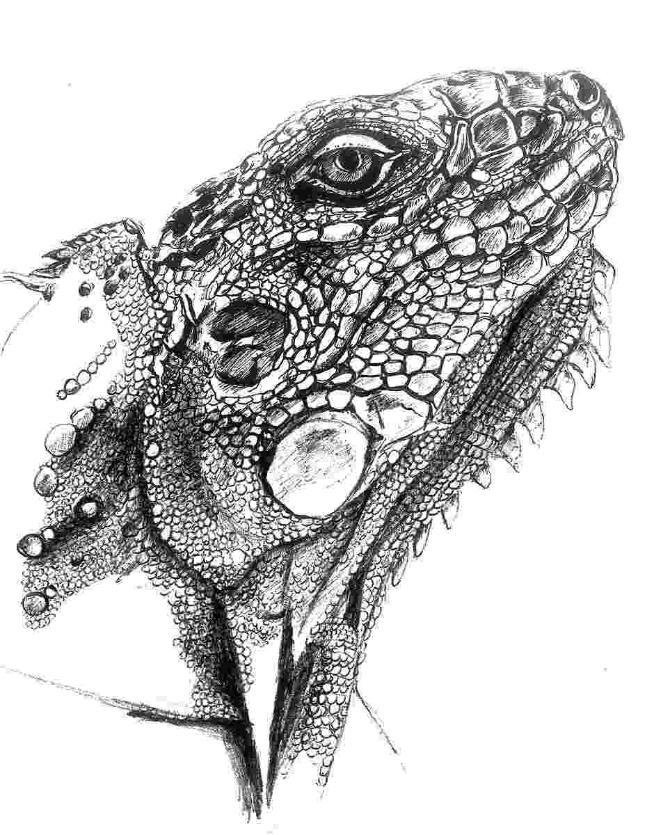 lizard sketch lizard pencil drawing pencil sketch lizard sketch 