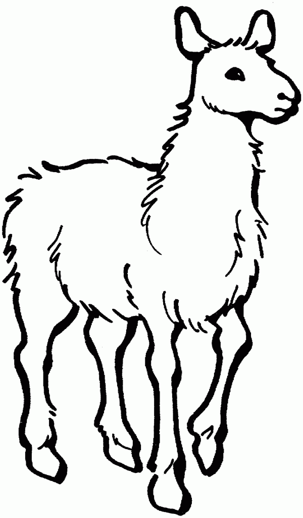llama coloring page llama coloring pages llama page coloring 