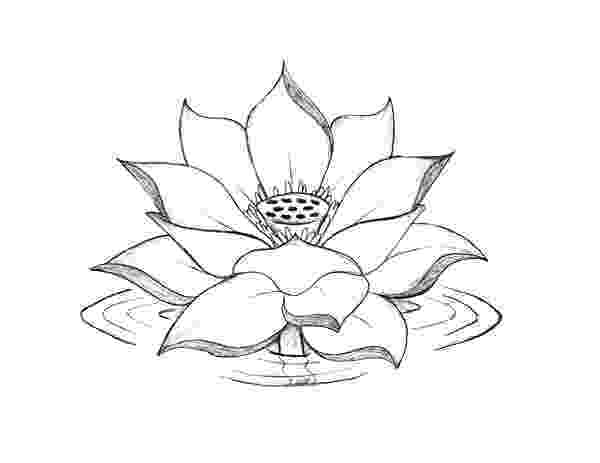 lotus flower coloring pages lotus flower coloring page at getcoloringscom free lotus pages flower coloring 