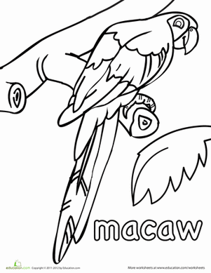 macaw coloring sheet 10 most simplest ideas of diy toys for macaws sheet coloring macaw 
