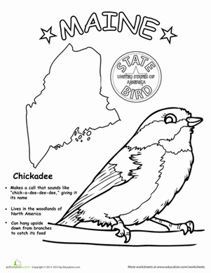 maine state flower 1000 images about usa coloring pages on pinterest maine flower state 