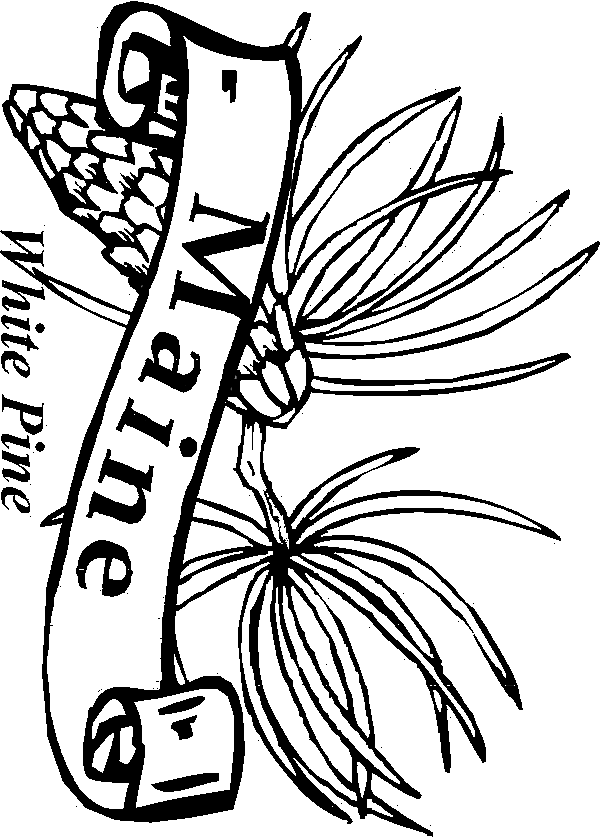 maine state flower 50 state flowers coloring pages for kids state flower maine 