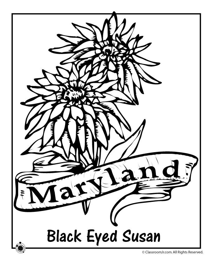 maine state flower 50 state flowers coloring pages for kids state flower maine 1 1