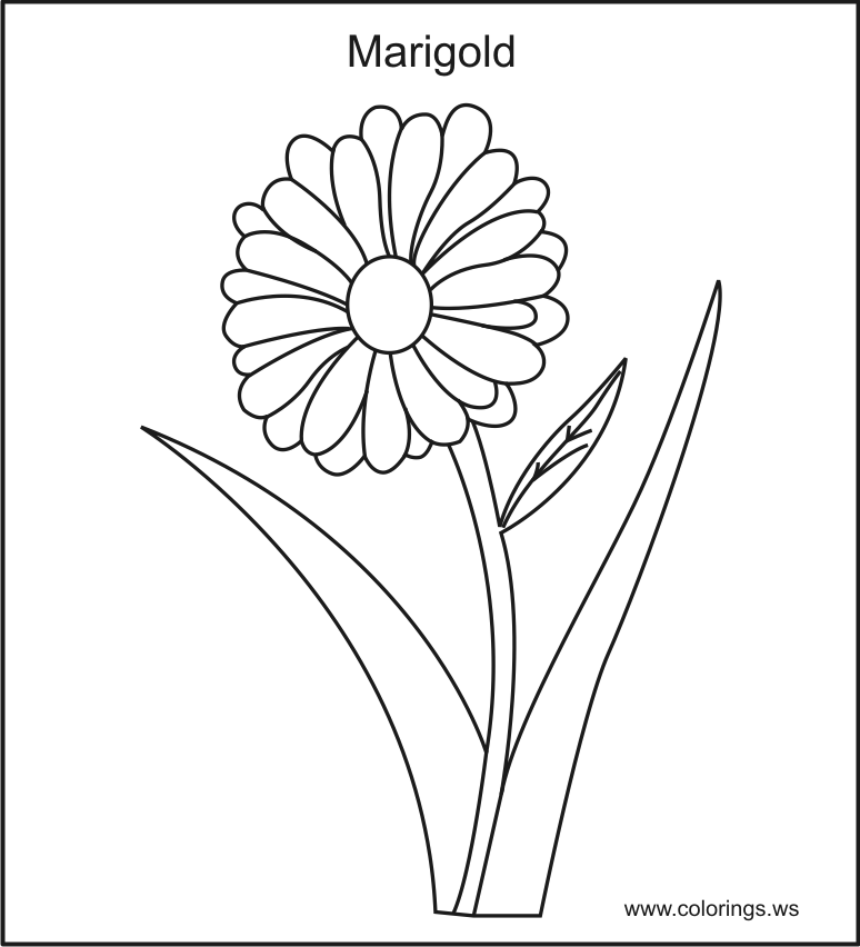 marigold coloring page marigold drawing at getdrawingscom free for personal coloring marigold page 
