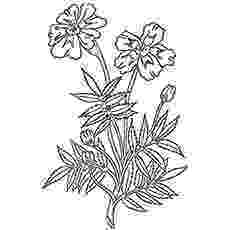 marigold coloring page online coloring pages starting with the letter m page 2 marigold coloring page 
