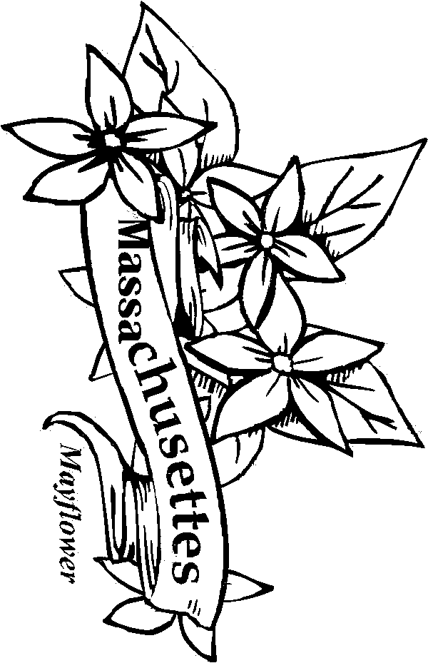 massachusetts state flower free printable coloring pagemassachusetts state bird flower massachusetts state 