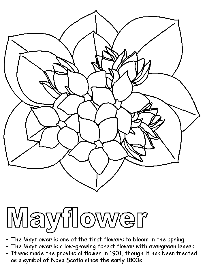 massachusetts state flower free printable coloring pagemassachusetts state bird state flower massachusetts 