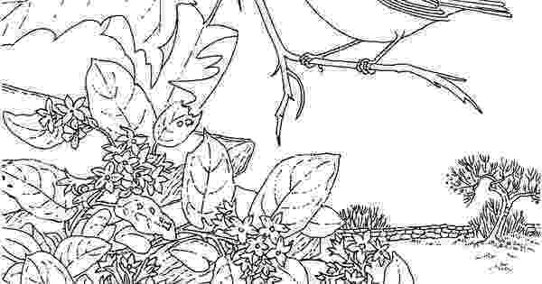 massachusetts state flower massachusetts state tree coloring page free printable state massachusetts flower 