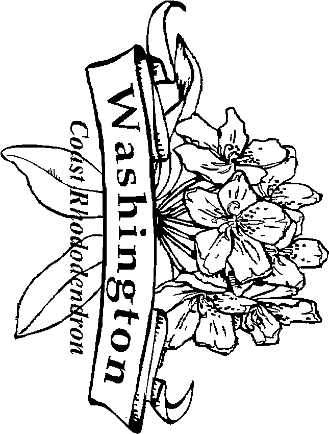 massachusetts state flower wisconsin state flower coloring page free printable flower massachusetts state 